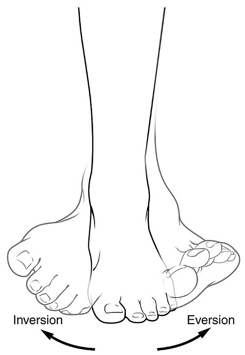 Exemple montrant l'inversion et l'éversion du pied