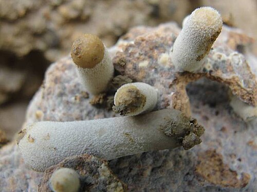 Termitomyces heimii poussant sur un « peigne » à l'intérieur d'une termitière