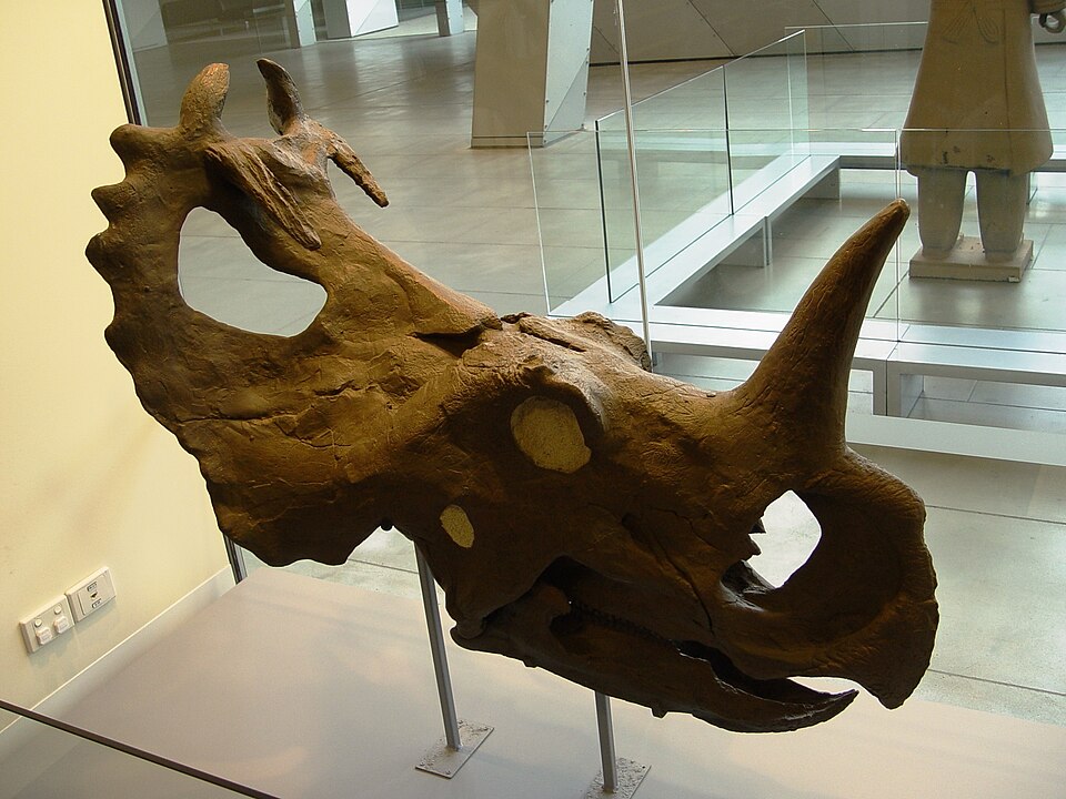 Crâne de Centrosaurus