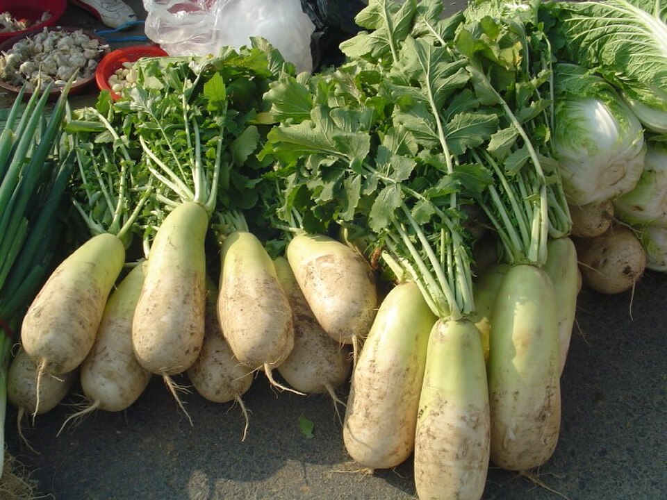 Radis coréen