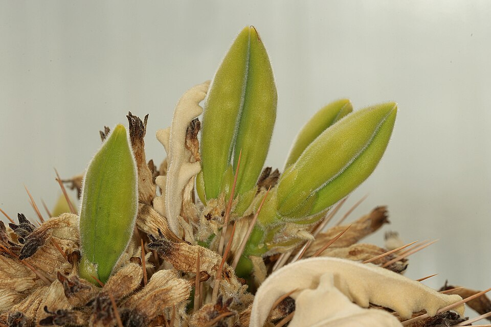 Pachypodium namaquanum