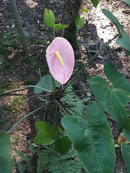 La bractée rose de l'Anthurium andraeanum 'Pink Lady'