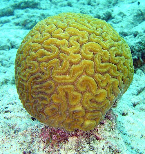 Corail cerveau, Diploria labyrinthiformis