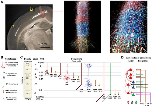 Un modèle biophysiquement réaliste du microcircuit du cortex moteur primaire d'une souris