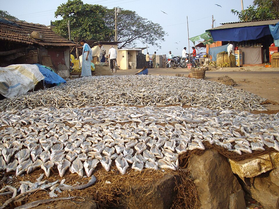 Séchage de poisson salé au port de Malpe