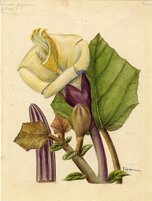 Peinture de Frances W. Horne extraite de la Flora Borinqueña