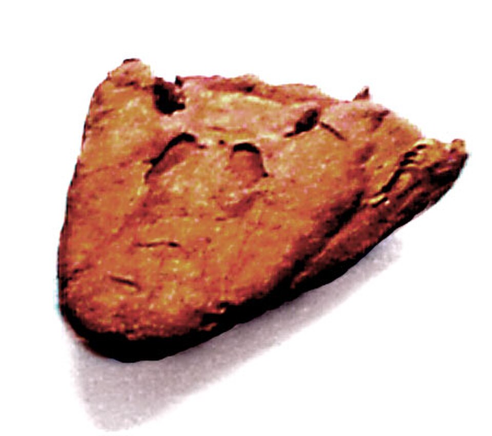 Crâne de Tiktaalik, un genre éteint de transition entre les poissons à nageoires lobées et les premiers tétrapodes