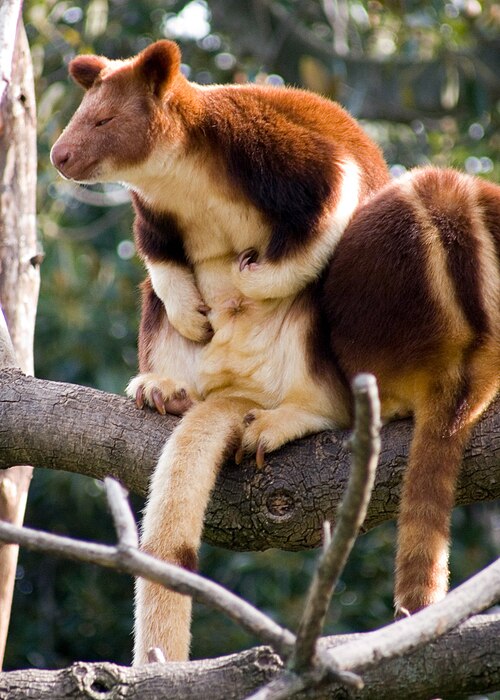 Deux kangourous arboricoles de Goodfellow (Dendrolagus goodfellowi)