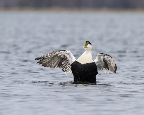 Un Eider à duvet de Drake dans la rivière Nonesuch, Scarborough, Maine.