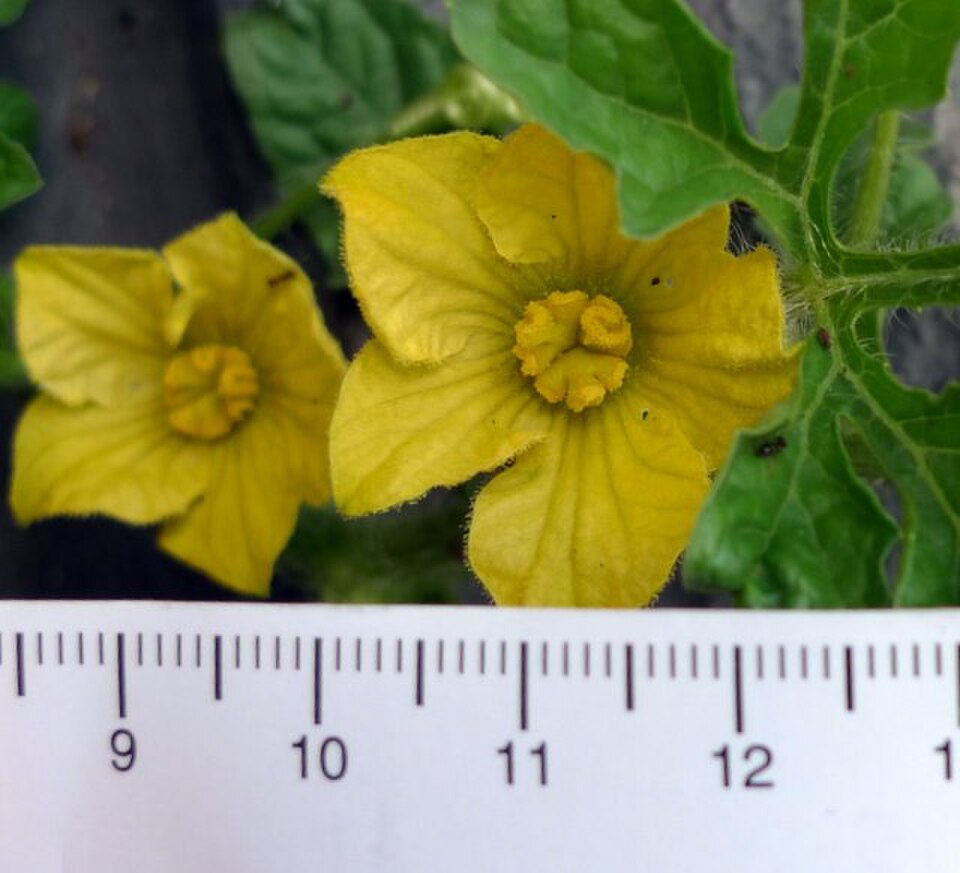 Fleurs de pastèque