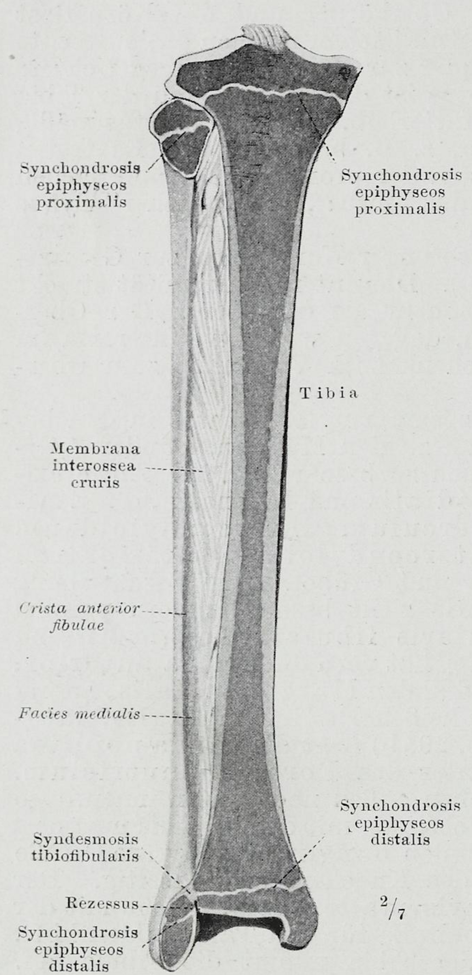Coupe longitudinale du tibia montrant l'intérieur