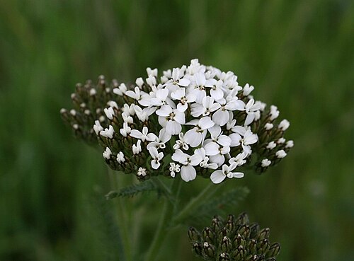 Fleurs en boutons