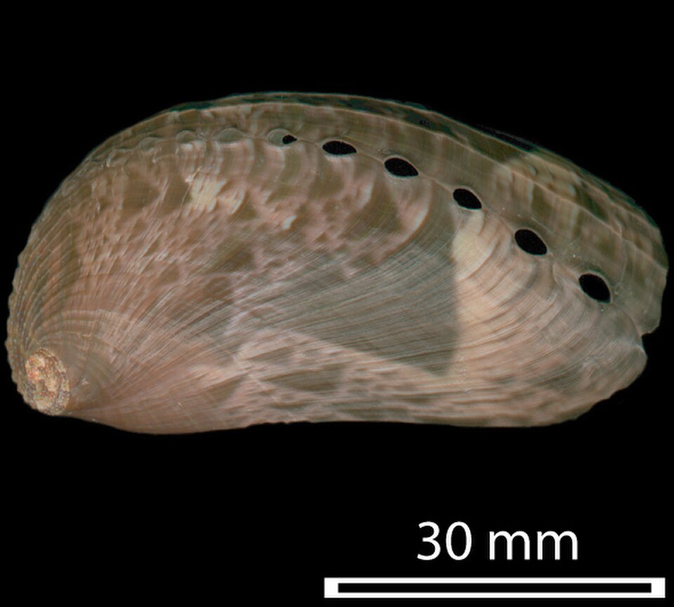 forme de l'oreille
