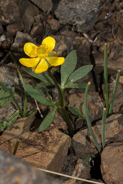 Renoncule d'armoise (Ranunculus glaberrimus)