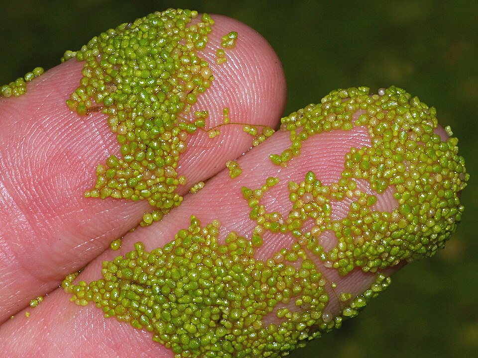 Wolffia arrhiza, une plante d'eau douce flottante sans racines de moins de 2 mm de diamètre