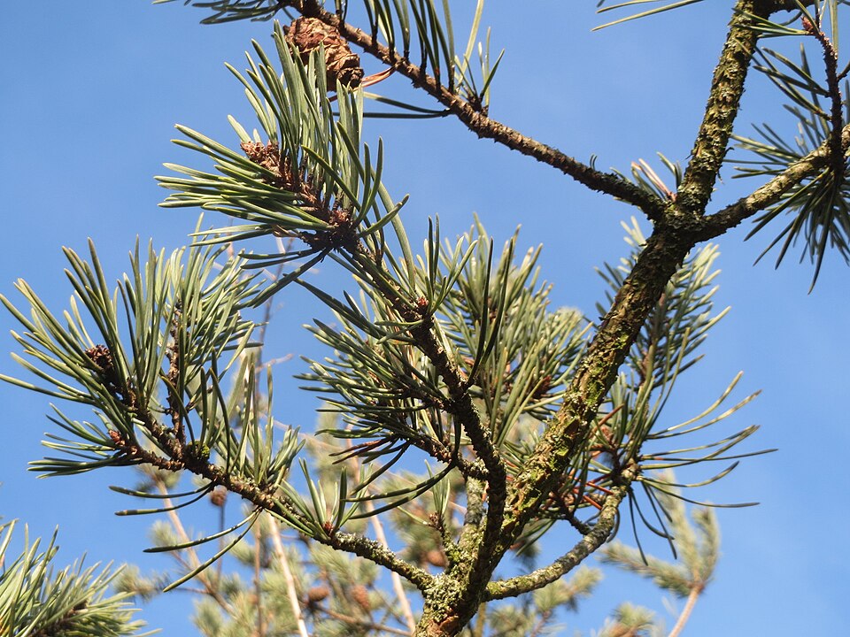 Pinacées : feuilles en forme d'aiguilles du pin sylvestre (Pinus sylvestris)