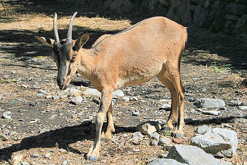 Le kri-kri (le bouquetin de Crète) vit dans des parcs naturels protégés dans les gorges de Samaria et sur l'île d'Agios Theodoros.