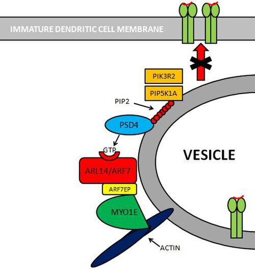 Image montrant la voie PSD4–ARL14/ARF7–MYO1E.