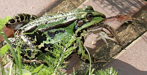 Une grenouille comestible mange une autre grenouille comestible