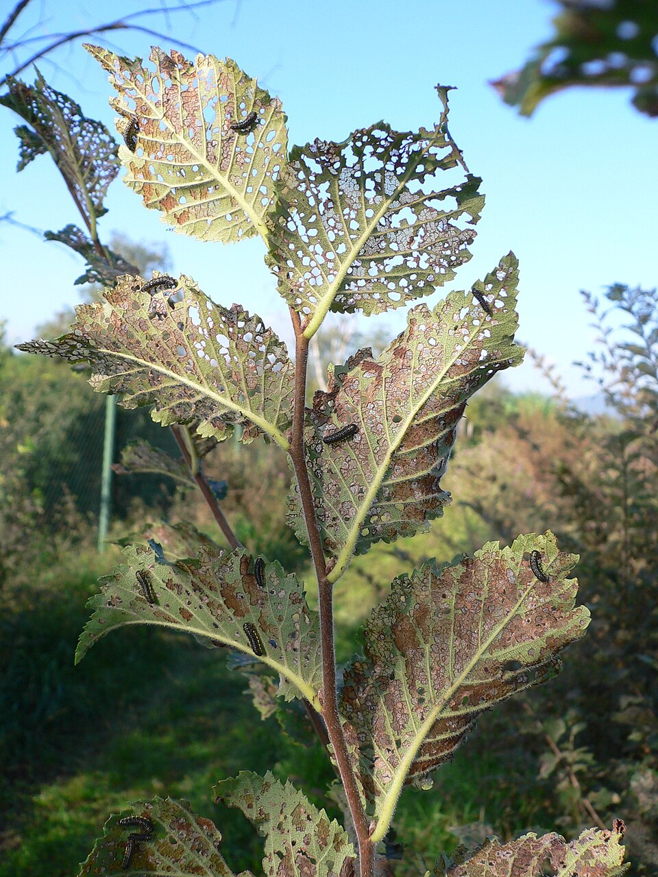 Dégâts causés aux feuilles d'orme par X. luteola, Allemagne