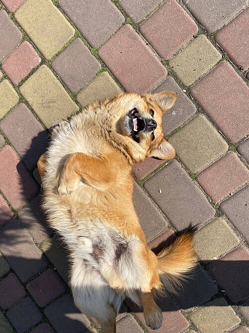 Chien croisé ukrainien