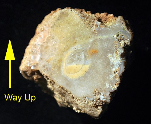 Structure géopétale dans un forage de bivalve dans le corail ; coquille de bivalve visible ; Formation de Matmor (Jurassique moyen), sud d'Israël.