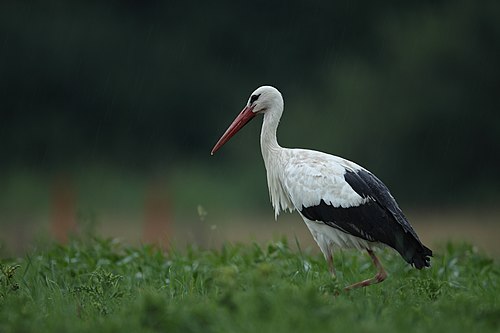 grande cigogne noire et blanche