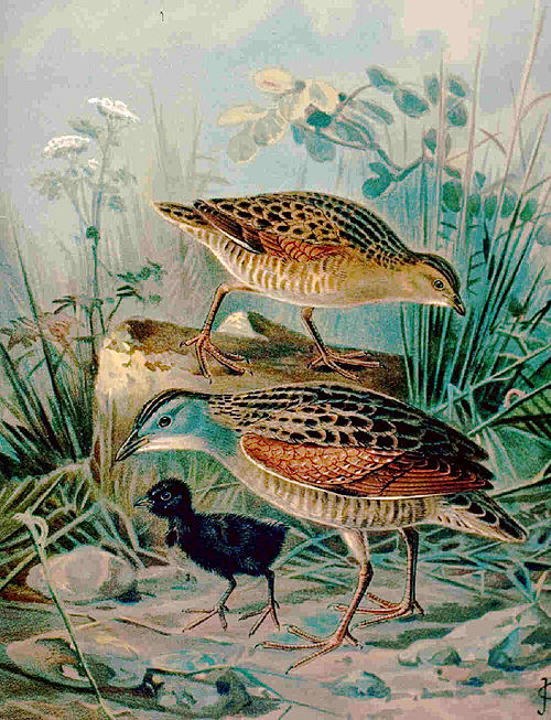Peinture ancienne représentant deux adultes avec un poussin noir et duveteux