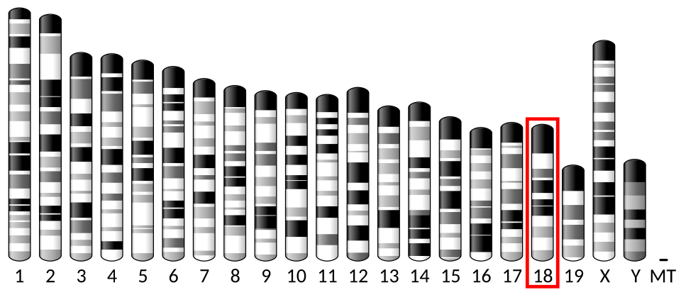Chromosome 18 (souris)