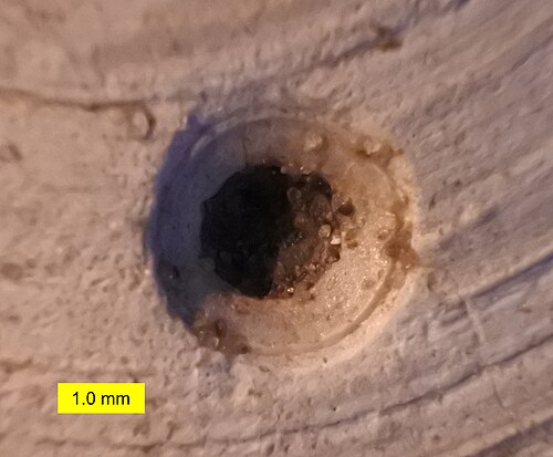 Forage de Naticides dans Stewartia de la Formation de Calvert, Zone 10, Comté de Calvert, Maryland (Miocène)