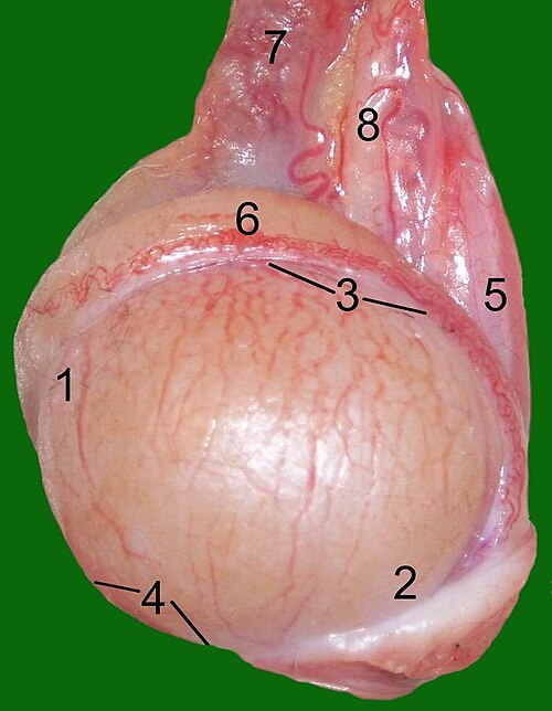 Testicule d'un chat : 1 : Extremitas capitata, 2 : Extremitas caudata, 3 : Margo epididymalis, 4 : Margo liber, 5 : Mesorchium, 6 : Epididymis, 7 : artère et veine testiculaires, 8 : canal déférent