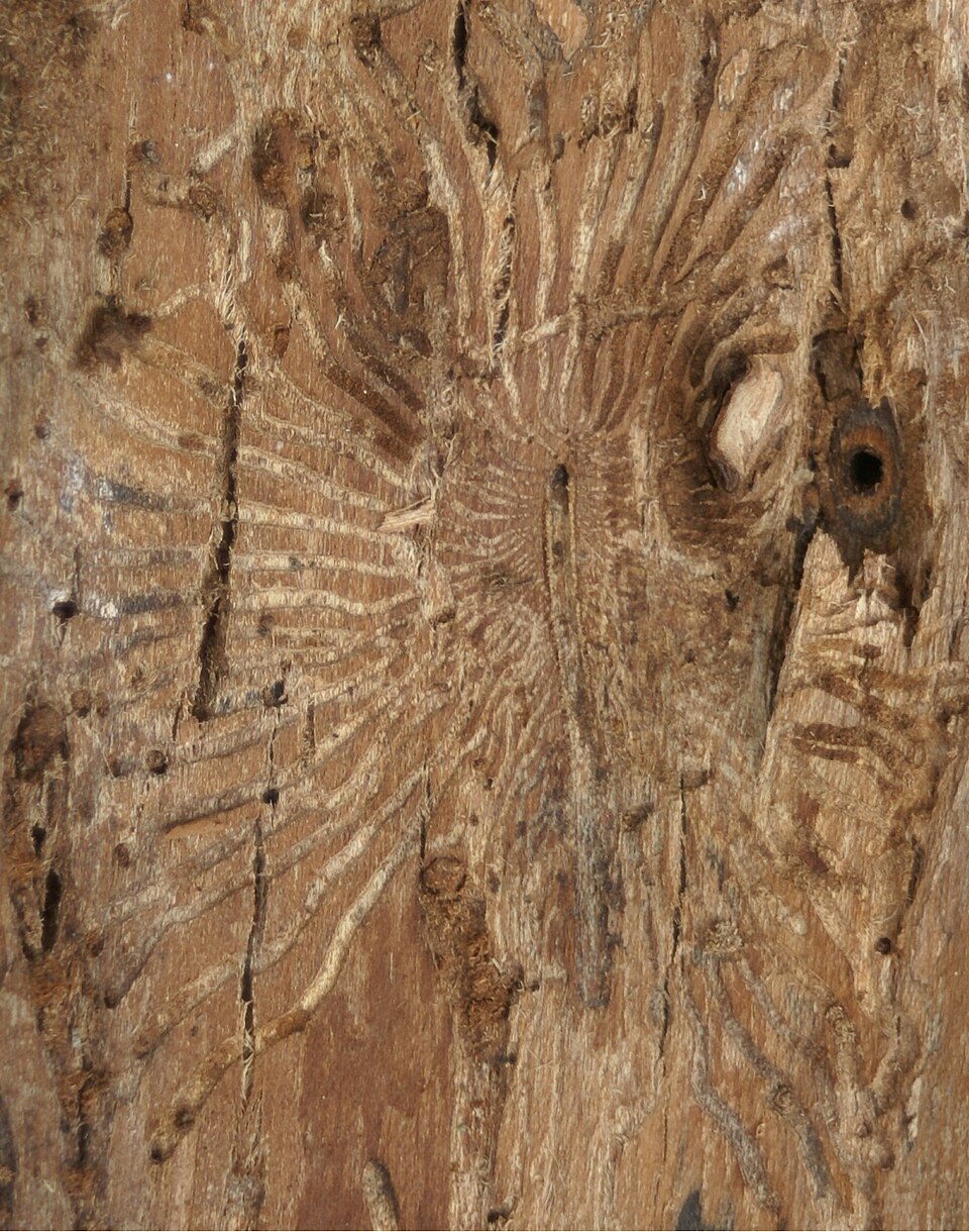 Galeries de Scolytus multistriatus sous l'écorce d'orme
