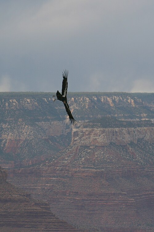 Condor volant seul dans le Grand Canyon, Arizona
