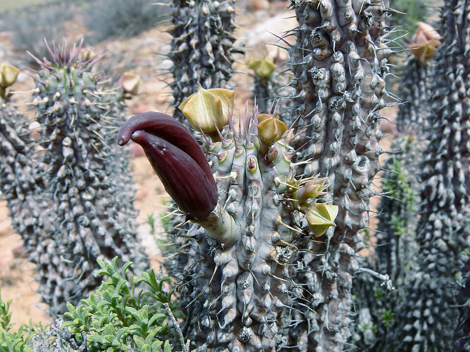 Hoodia gordoniJe