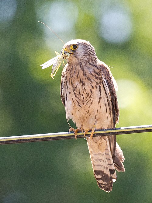 Faucon crécerelle avec un insecte. Remarquez les serres jaunes - un moyen facile de distinguer le Faucon crécerellette du Faucon crécerelle commune
