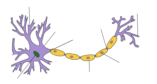 À l'une des extrémités d'une structure allongée se trouve une masse ramifiée. Au centre de cette masse se trouve le noyau et les branches sont des dendrites. Un axone épais s'éloigne de la masse et se termine par d'autres ramifications appelées terminaisons axonales. Le long de l'axone se trouvent un certain nombre de protubérances appelées gaines de myéline.