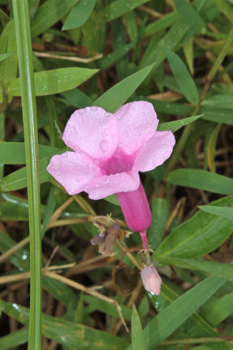Rhabdadénia madida