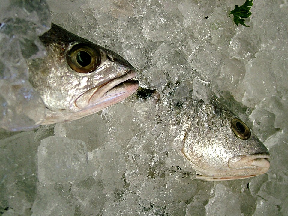 Poisson conservé dans la glace