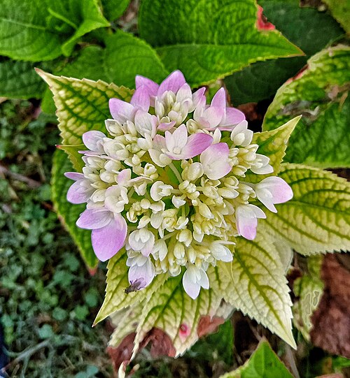 Fleur d'hortensia