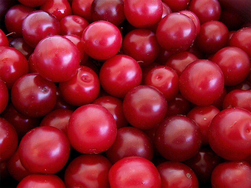 Myrobalan ou prunes cerises