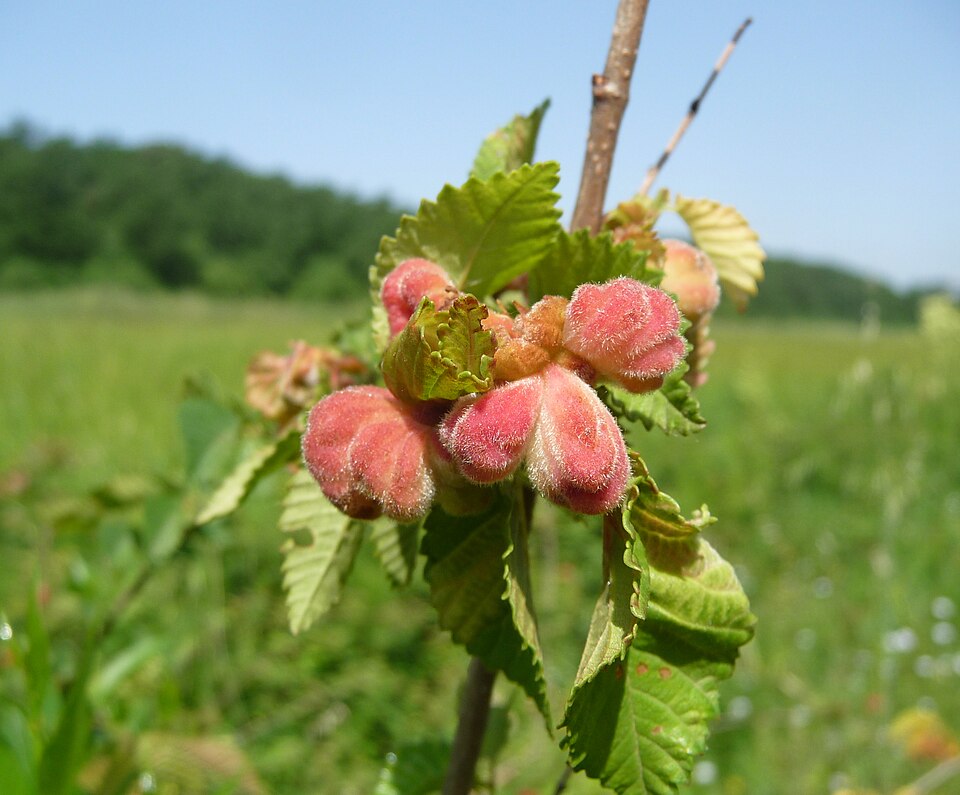 Galles foliaires vésiculaires sur les feuilles d'orme (puceron Eriosoma lanuginosum), Italie