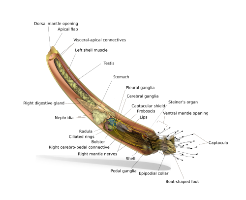 Schéma anatomique du Rhabdus droit