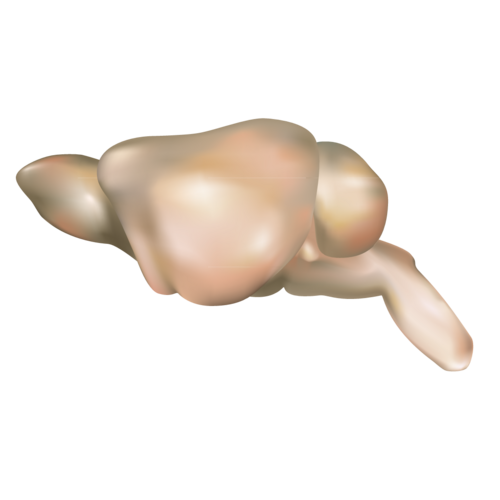 Cerveau de souris, vue latérale