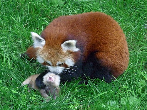 Maman panda roux avec son petit