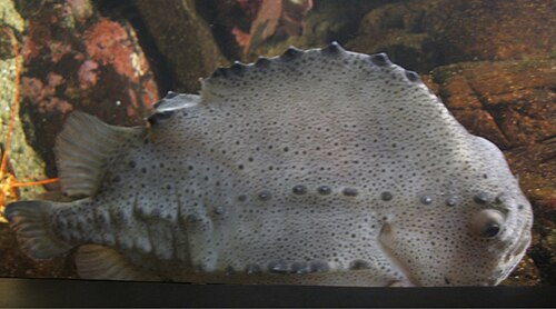 Le lompe (Cyclopterus lumpus), un poisson nettoyeur utilisé dans l’élevage du saumon au Canada atlantique, en Écosse, en Islande et en Norvège[14]
