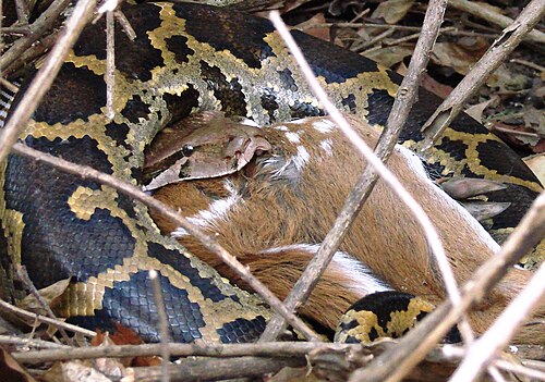 Le python indien ouvre sa mâchoire pour avaler de grosses proies comme ce chital