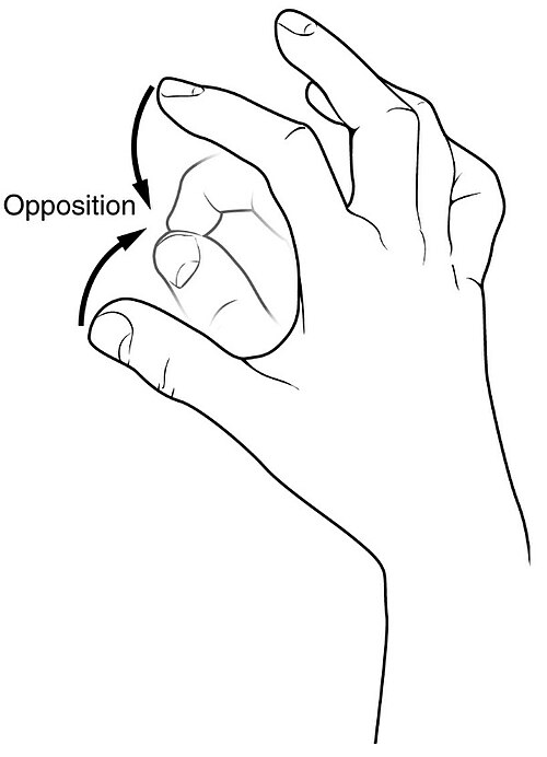 Exemple d'opposition du pouce et de l'index