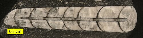 Fossile d'Orthoceras du Silurien