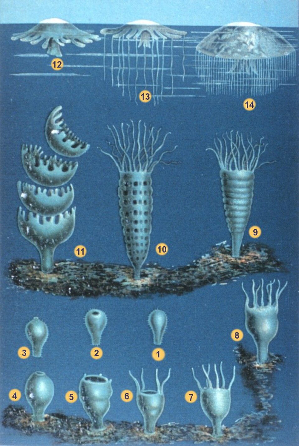 Illustration des deux stades de vie de sept espèces de méduses