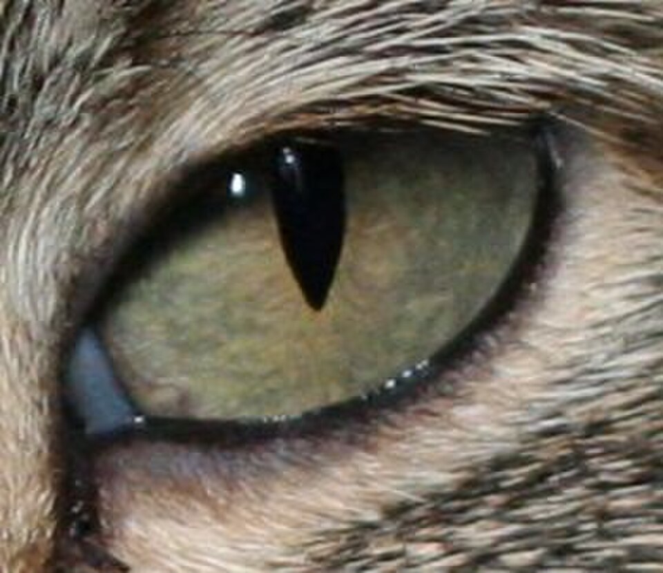 Un chat avec des pupilles épaisses en forme de fente verticale